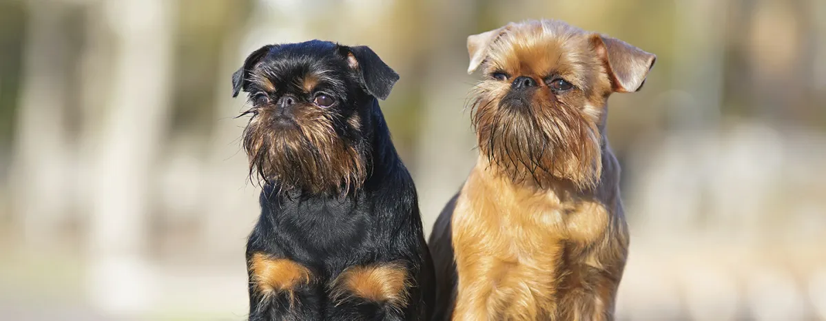 Dog breeds