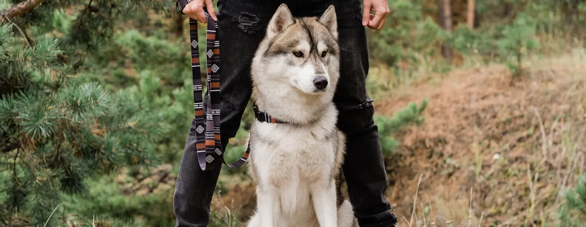 Dog standing outside