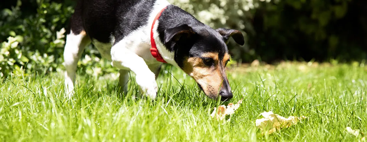Anjing Sembelit? Semua yang Perlu Kamu Tahu Tentang Masalah Pencernaan Anjing