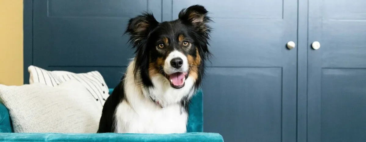 Find the Perfect Dog Name for the New Puppy in Your Life