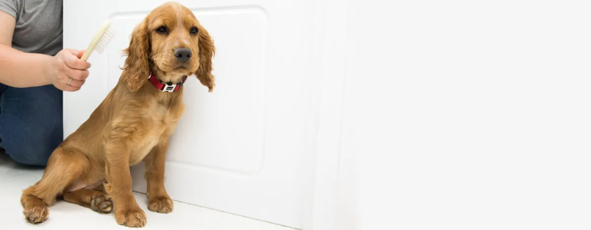 Grooming Your Puppy - All Your Questions Answered
