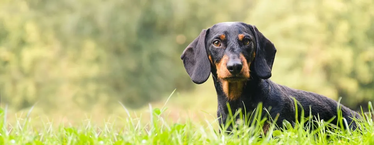 Hound Dogs Everything You Need to Know