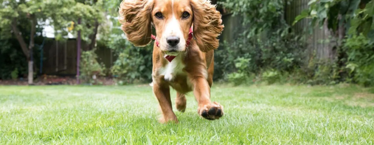 How to Exercise Your Puppy