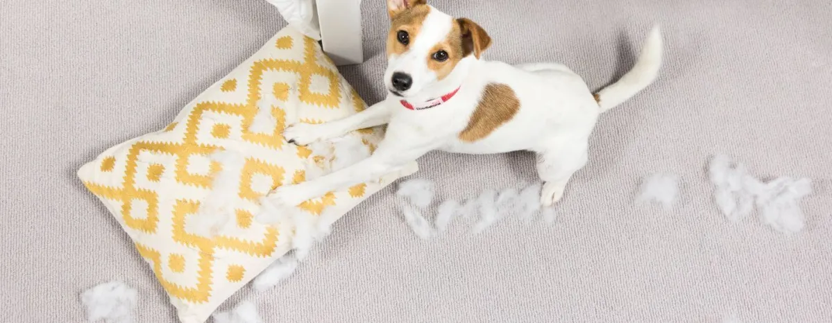 How to Stop Puppy Biting Mouthing and umping up