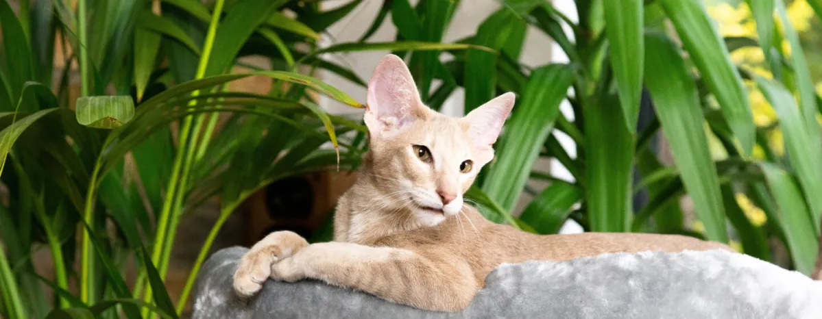 Incredible Rare Cat Breeds You Will Fall in Love With