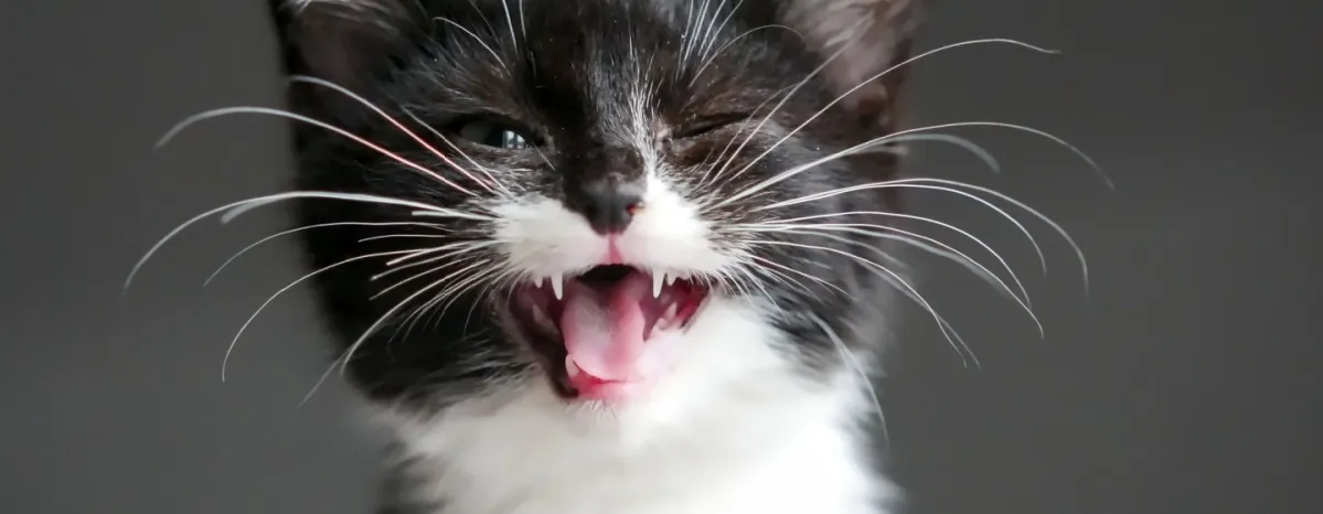 /artikel/kucing/kesehatan/gejala/gusi-sehat
