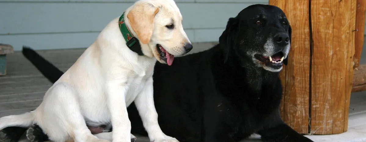 Introducing Your New Dog to a Cat or an Older Dog