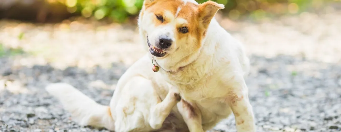 Kenali dan Atasi Penyakit Kulit Anjing Tips dan Trik yang Bisa Dilakukan