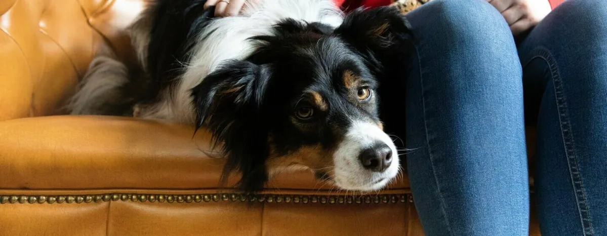 Low-Maintenance Dog Breeds