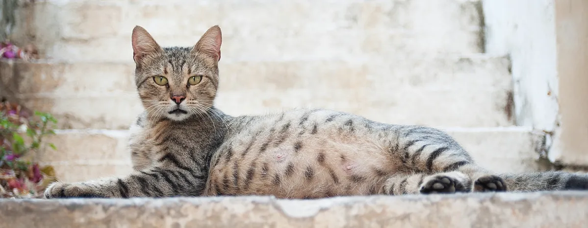 Makanan Kucing Hamil