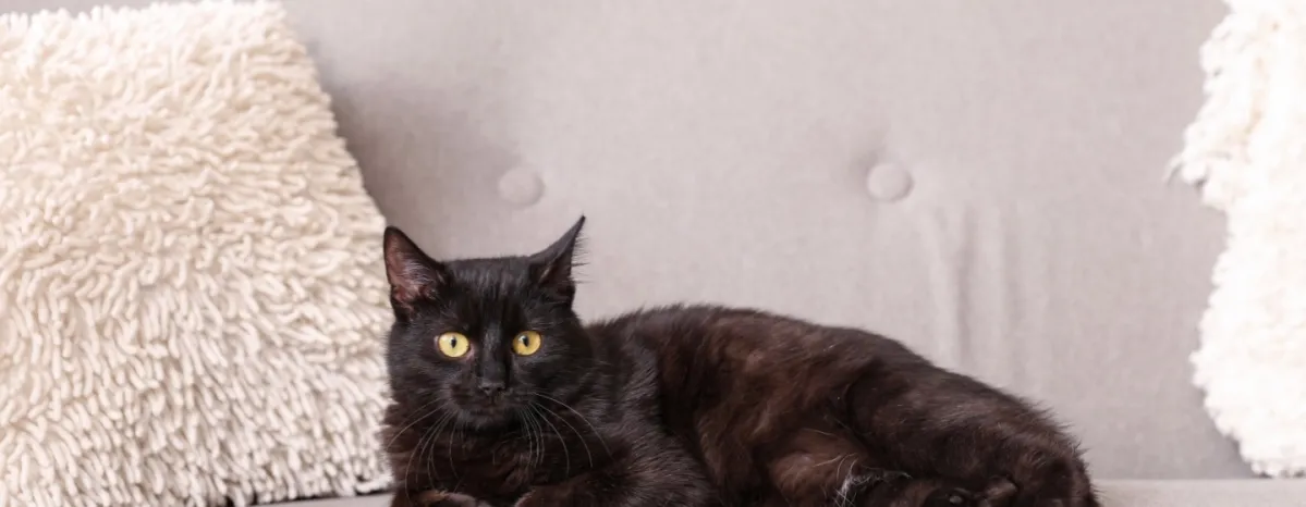Memahami Sifat Kucing Hitam: Kenapa Mereka Begitu Istimewa?