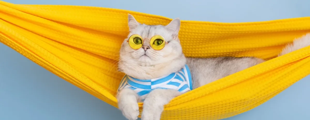 Panduan Lengkap Perawatan Kucing: Tips Menjaga Kucing Tetap Sehat dan Bahagia