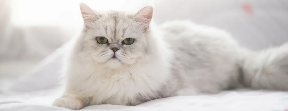 Perbedaan Kucing Anggora dan Persia: Panduan Lengkap Memilih Si Manis Berbulu