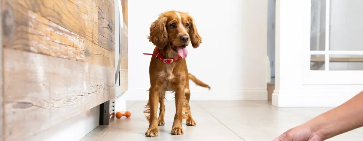 Preparing for a New Puppy Here is what to Expect