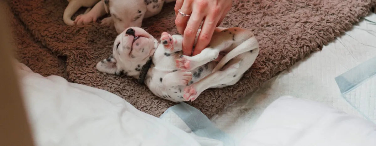 Puppy Buying Guide Finding the Right Breeder