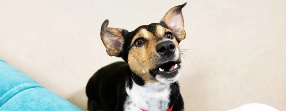 Puppy Teething Advice