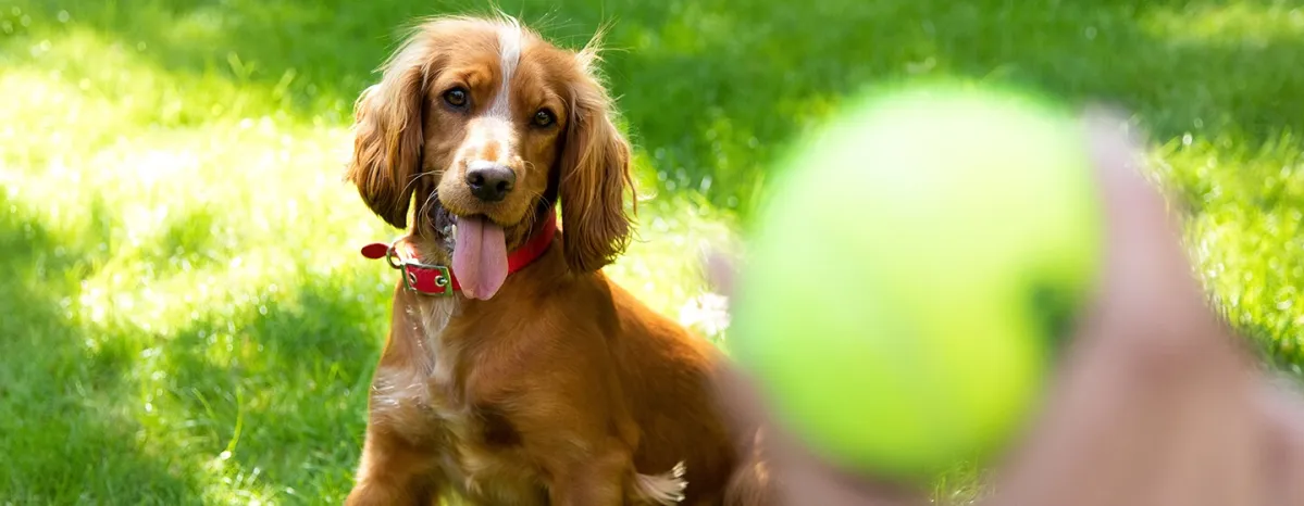 Puppy Adolescence How to Get Through the Teenage Years