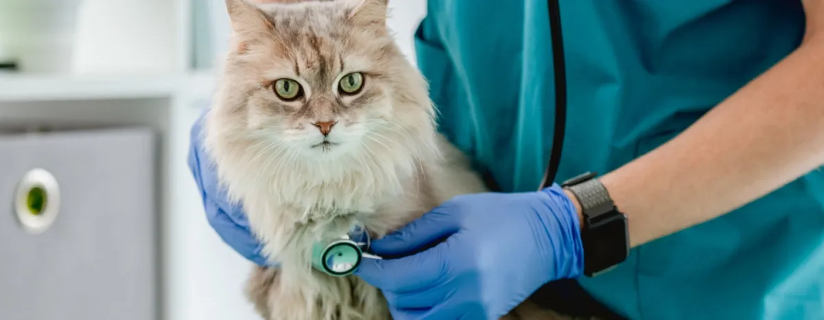 Pyometra Pada Kucing: Penyebab, Gejala, dan Cara Menanganinya 