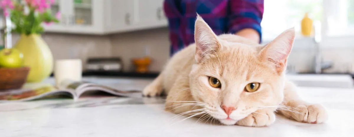 Quiz What Cat Breed Are You