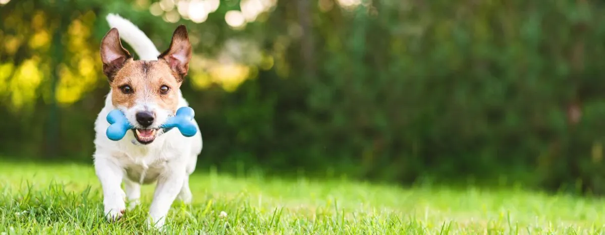 Terrier Dog Breeds Everything You Need to Know