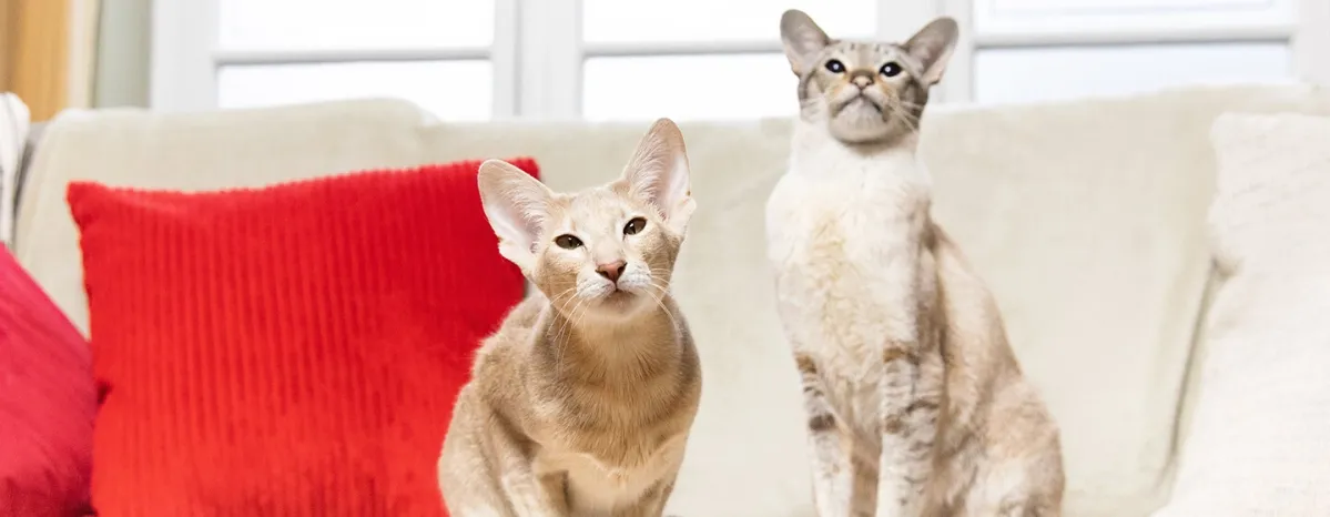 The Best Boy and Girl Kitten Names