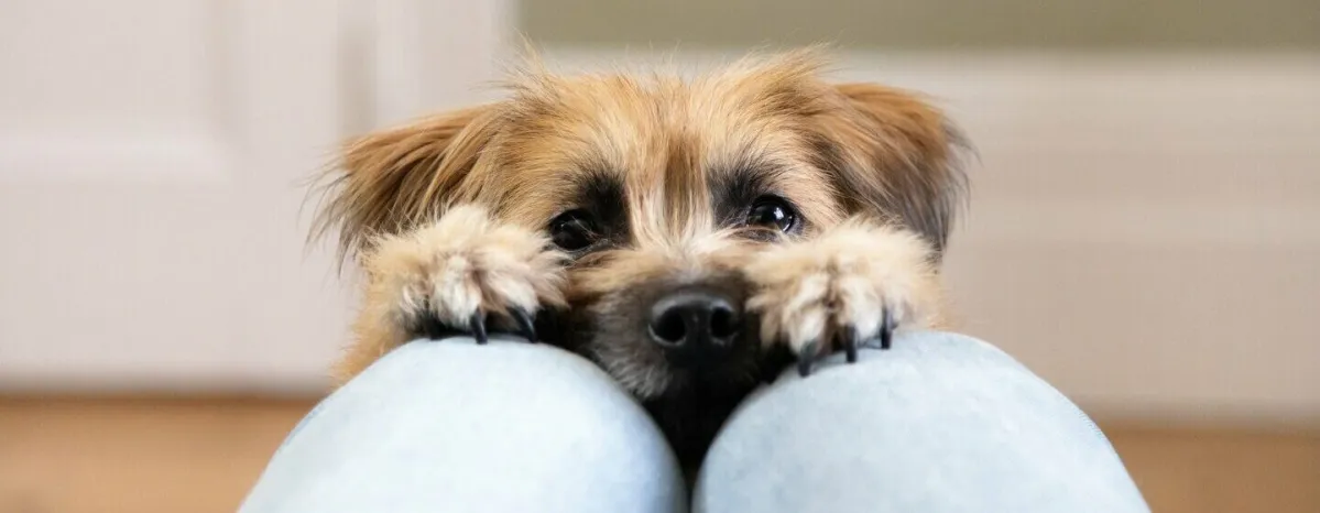 Tiny Dog Breeds That Stay Small