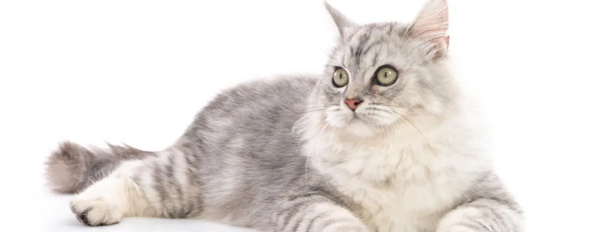 Tips dan Trik Merawat Kesehatan Kucing Kesayangan