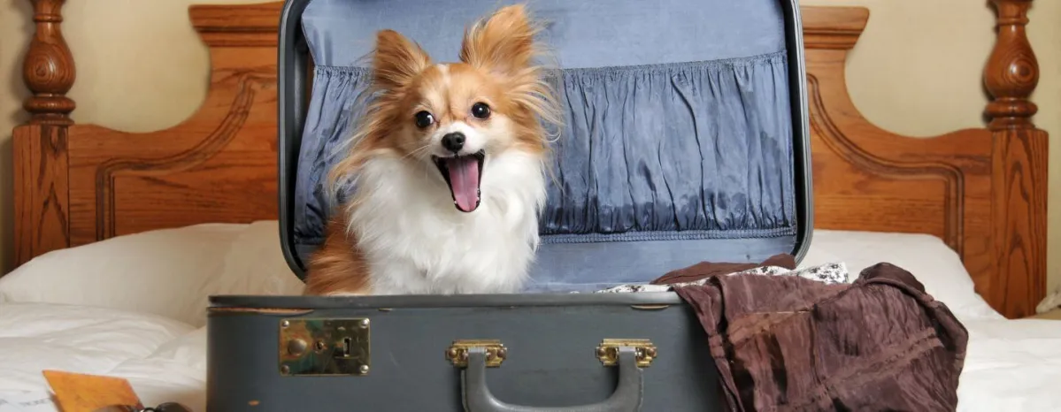 Tips for staying in a dog friendly hotel