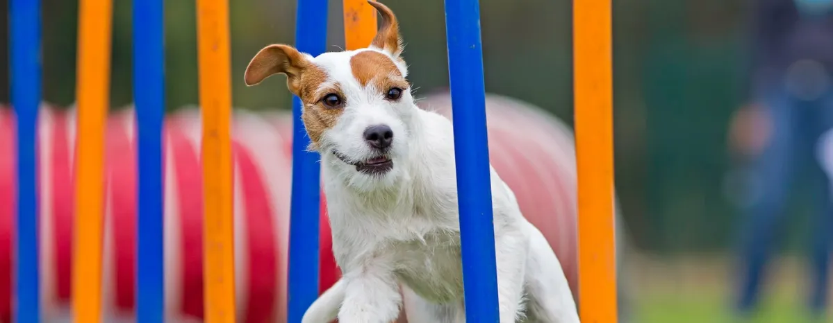 Top 5 Fun Puppy Sports for a Healthy and Happy Puppy