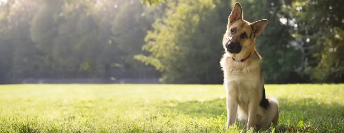 Top 5 Smartest Dog Breeds