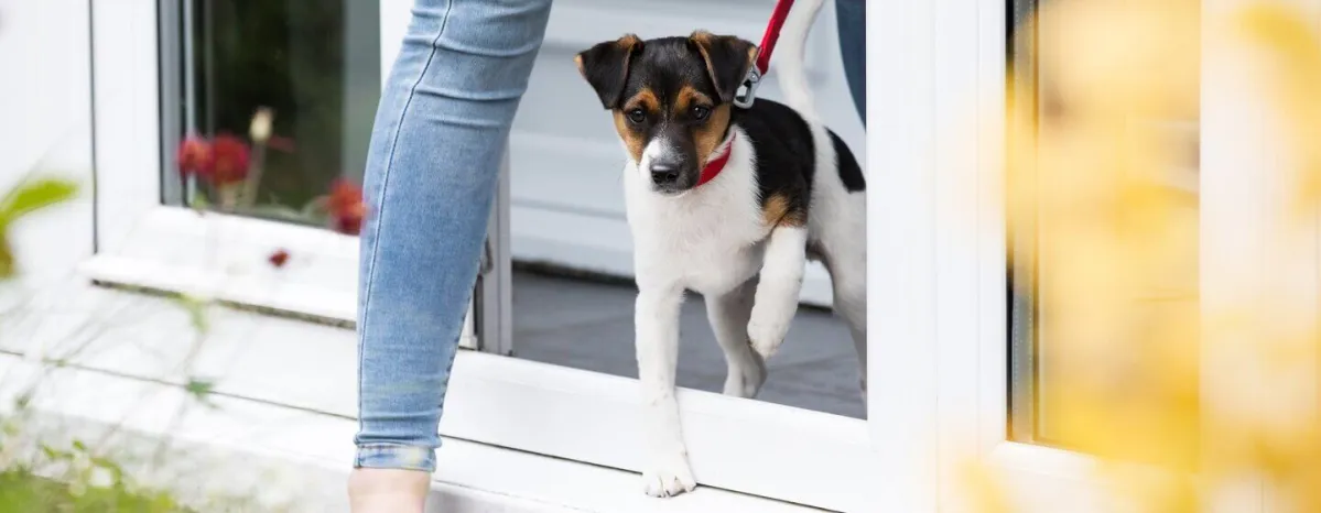 Top Tips for Socialising Your Puppy