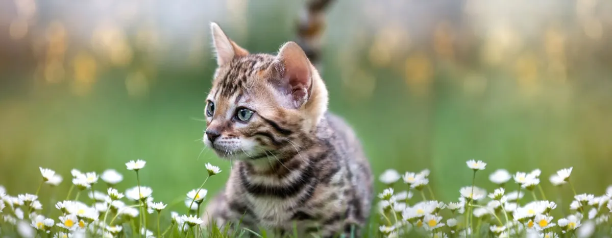Top 5 Cats That Look Like Tigers Leopards and Other