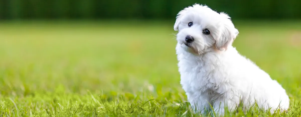 Toy Dogs Everything You Need to Know