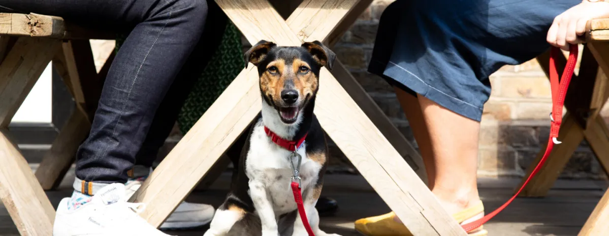 Unusual Dog Names for the New Pup in Your Life