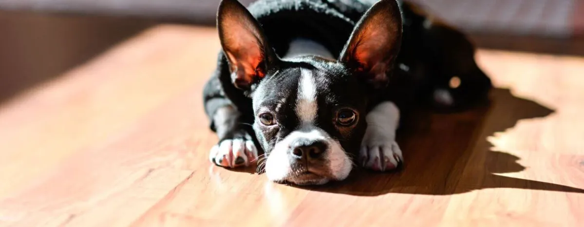 Utility Dog Breeds Everything You Need to Know