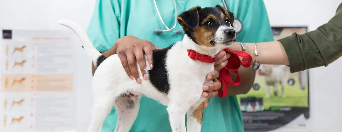 Vaccinations for Dogs and Puppies