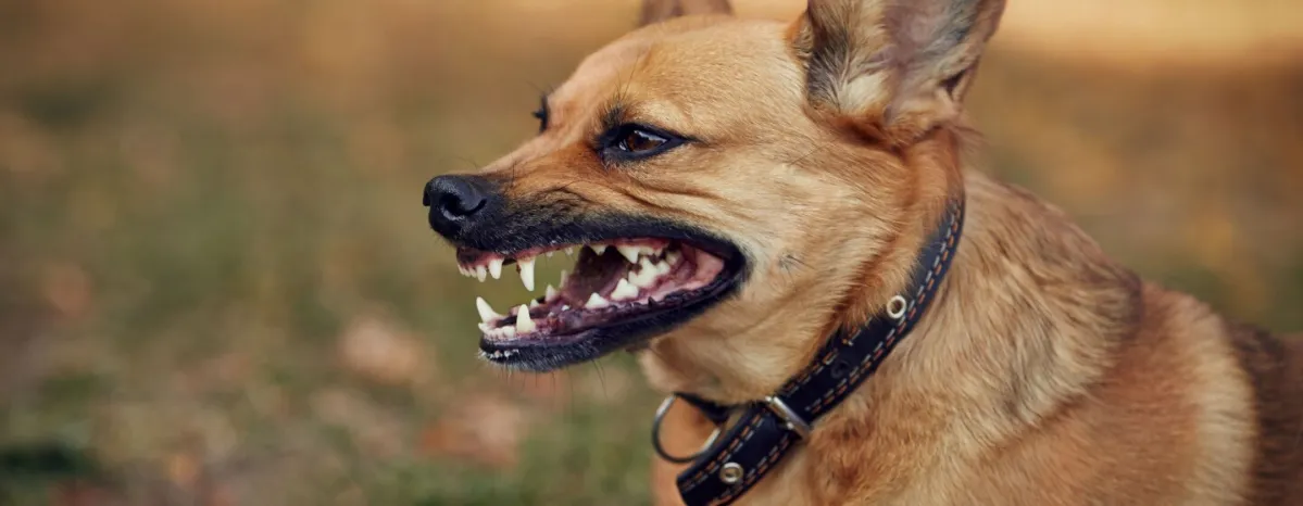 Waspada Kenali Ciri ciri Anjing Rabies Ini