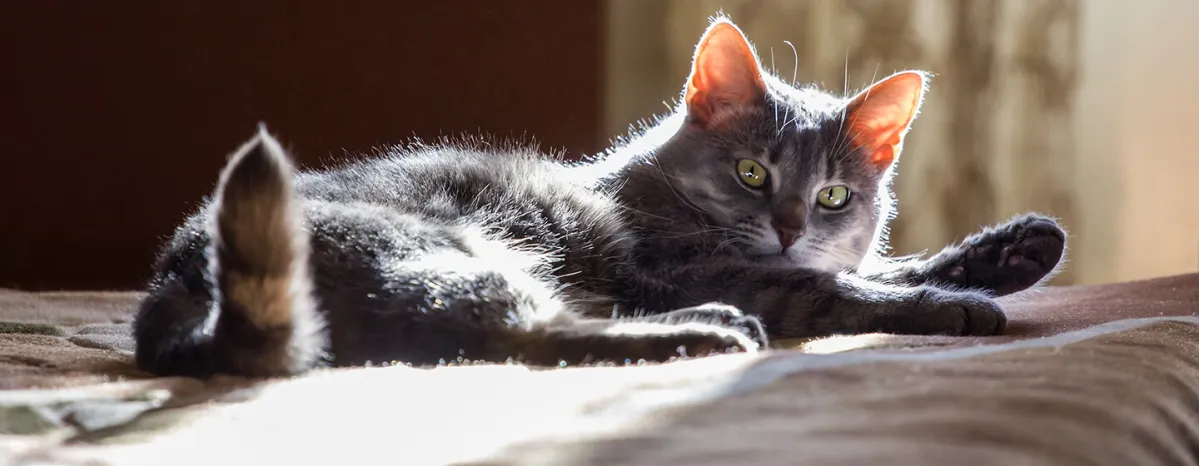 4 Ciri-ciri Kucing Sakit yang Perlu PetLovers Tahu