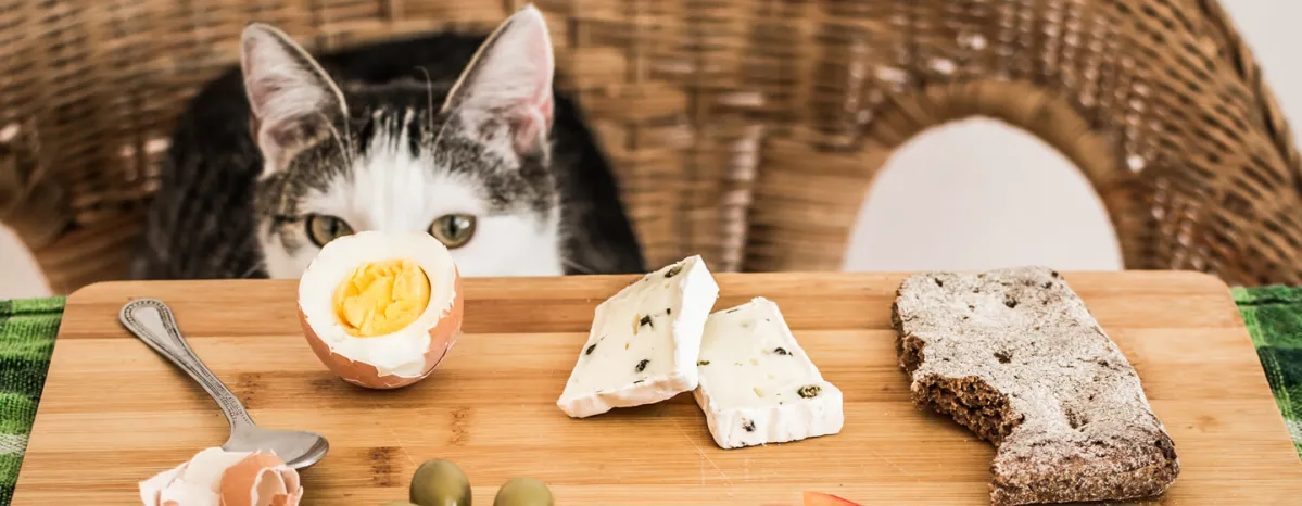 What Human Foods Can Cats Eat