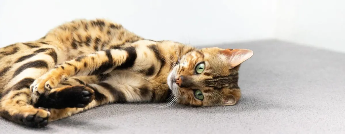 3 Penyebab Anak Kucing Sakit Mata dan Pertolongan Pertama yang Bisa Dilakukan