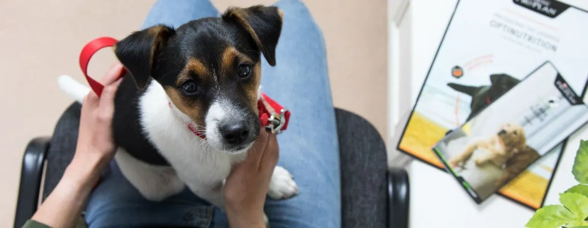 What to Expect on Your Puppys First Vet Visit