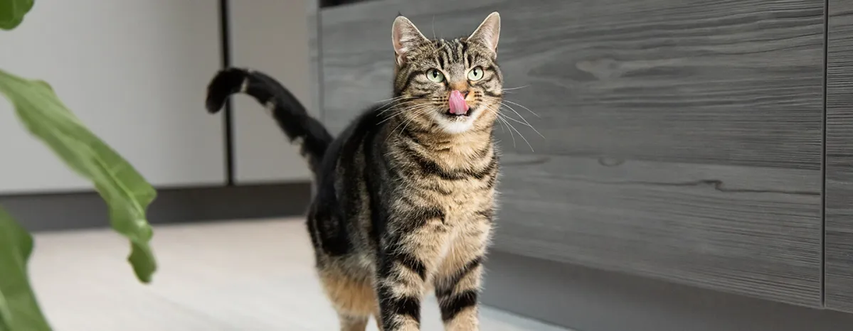 Can cats eat chicken