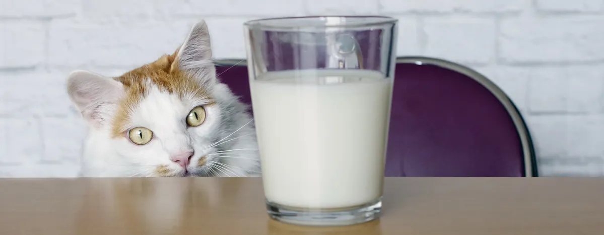 Macam-macam Makanan Terbaik untuk Kucing
