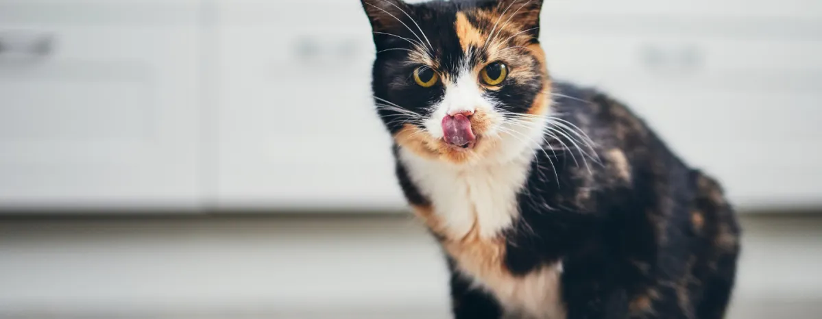 Jenis Produk dan Harga Makanan Kucing Pro Plan Wet yang Perlu PetLovers Ketahui
