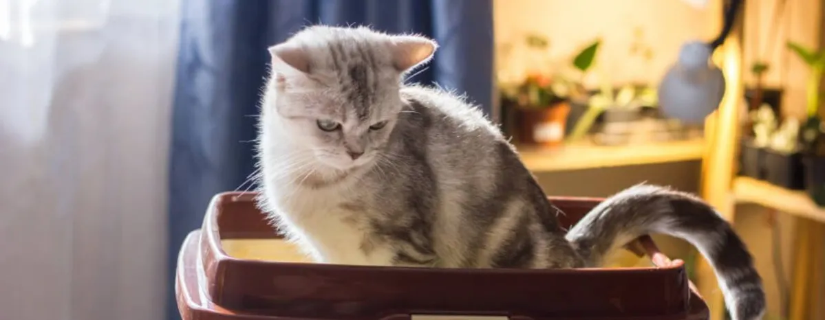 Cara Mencegah Infeksi Saluran Kemih pada Kucing? Cek 4 Hal Berikut!
