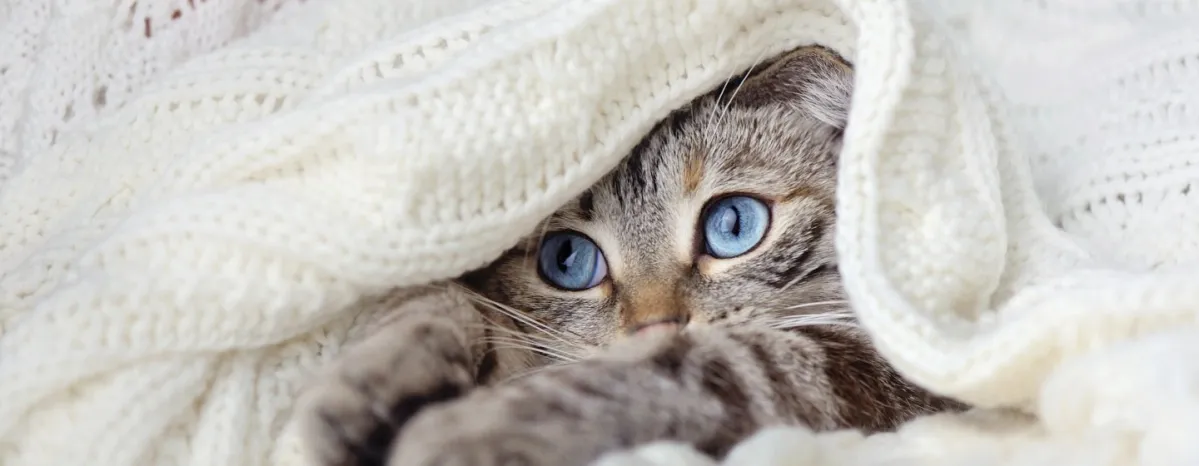 Beberapa Hal yang Harus Diperhatikan Saat Merawat Anak Kucing