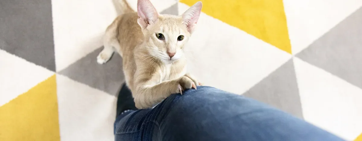 Memahami Tingkah Laku Kucing