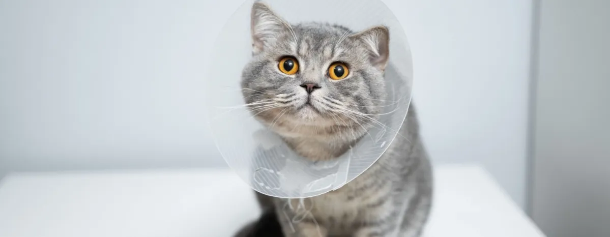 Segala Hal yang Harus Anda Ketahui Tentang Penyakit FIP pada Kucing