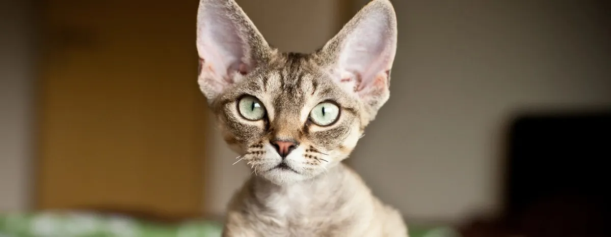 5 Ras Kucing Hipoalergenik Teratas