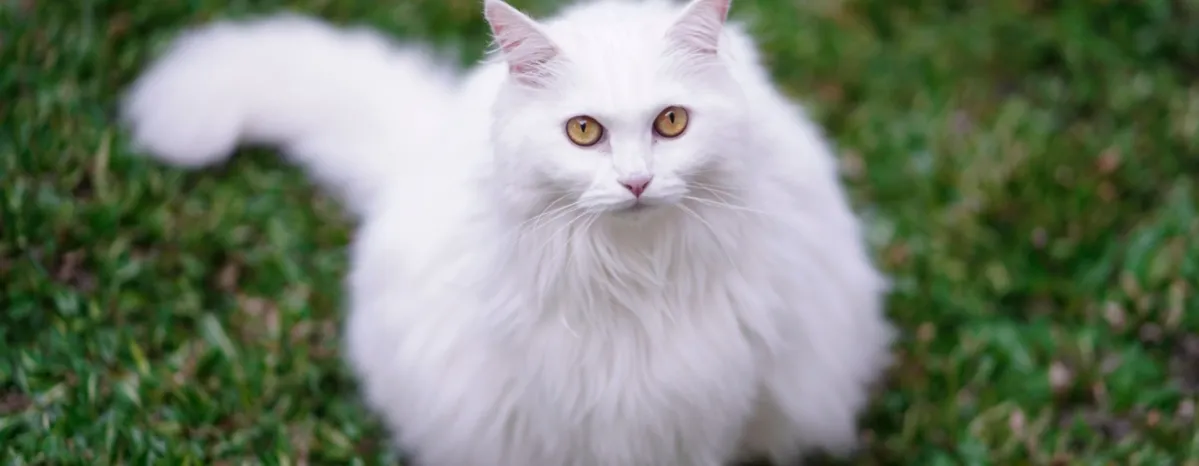 Panduan komprehensif merawat kucing anggora agar tetap sehat dan bahagia